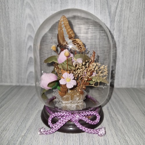 Vintage taxidermy butterfly - vintage, in