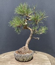 Scot’s Pine Bonsai Tree in
