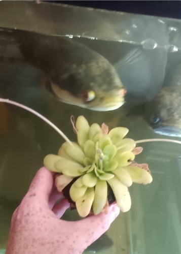 Pinguicula anna carnivorous - pinguicula,