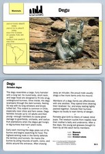 Degu #95.5 Mammals - Grolier Wildlife Adventure Card