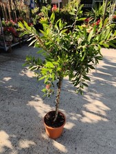 Std Callistemon Citrinus Red Bottle Brush 3L Pot Garden Plant Establish Shrub