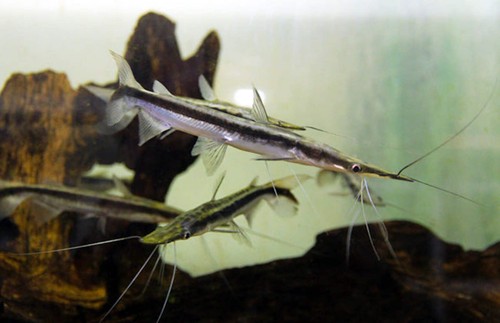 Lima shovelnose catfish - lima,