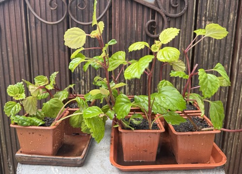 Swedish ivy rare houseplant - ivy,