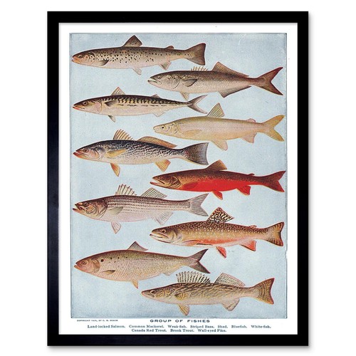 Drawing scientific fish salmon - scientific,