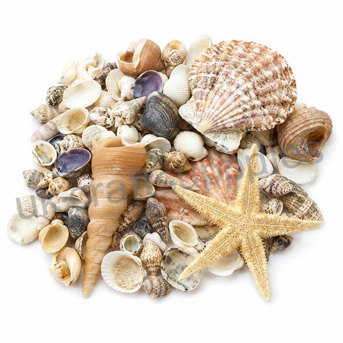 Mixed sea shells natural shell - natural,