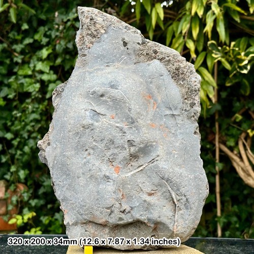 Rare triassic fossil - fossil,