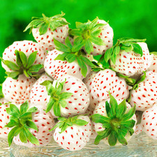 Strawberry 'Snow White' Fast