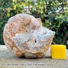 Rare pseudogoniatites