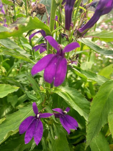 Lobelia speciosa starship - lobelia,