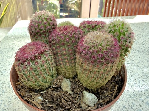 Actual plant echinocereus - actual,