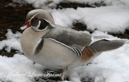 Silver wood duck - silver,