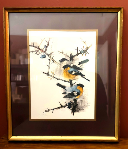 Vintage bullfinch bird print - bullfinch,