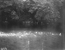 Northern counties otter hounds - northern,