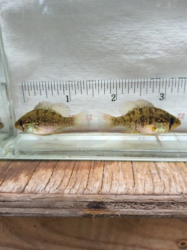 Bluespotted sunfish breeder - bluespotted,