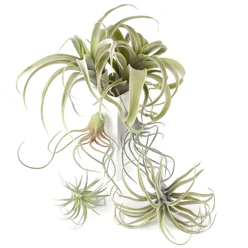 Artificial air plant faux - air,
