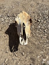 Cow Skull Domestic Cow Large