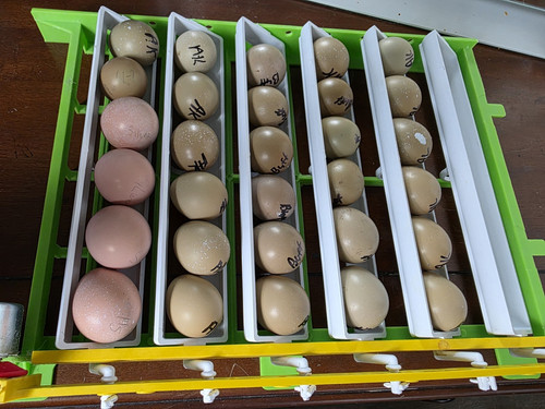 Pheasant hatching eggs fertile - hatching,