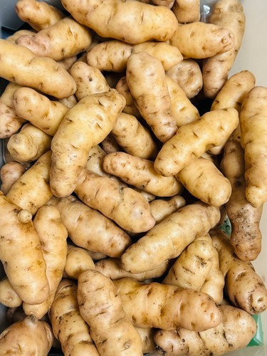 Pink fir apple seed potatoes - pink,