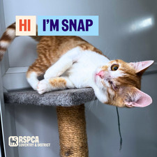 Donate To Help Cats Like Snap