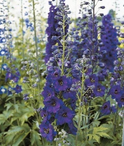 Delphinium black knight - 'black, knight'