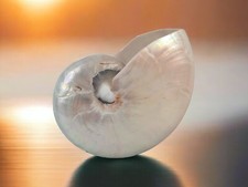 Collectible Pearlised Polished Nautilus Sea Shell 14cm - Excellent Condition!!