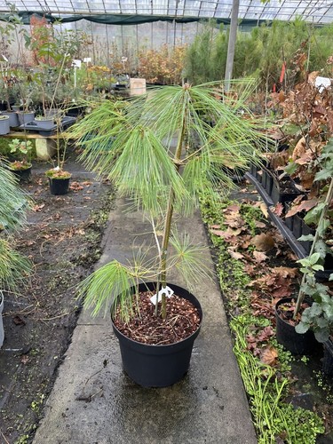 Chinese white pine - white,