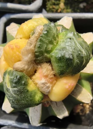 5pcs rare plant ariocarpus - 1/3/5pcs,