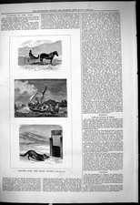 Antique Old Print 1878 Arctic