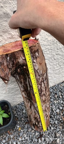 Unseasoned yew logs for