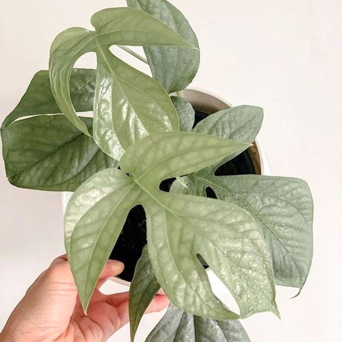 Spiderman monstera amydrium - spiderman,