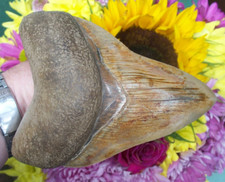 MASSIVE  14.25 cm Megalodon Shark Tooth