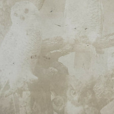 Snowy Owls On Tree Limb