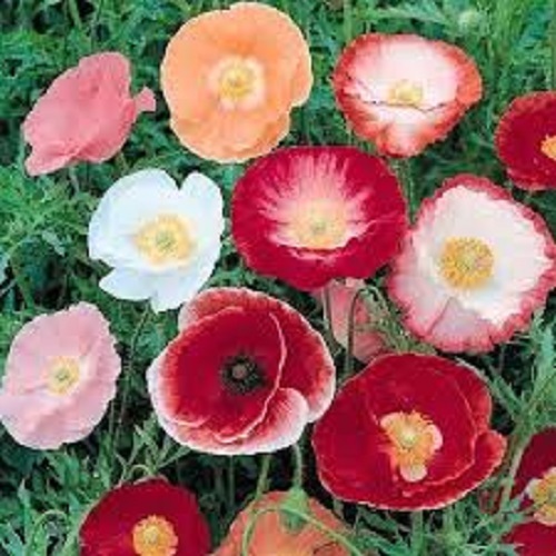Poppy shirley single mix - single,