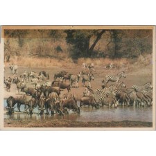 Postcard Kruger National Park