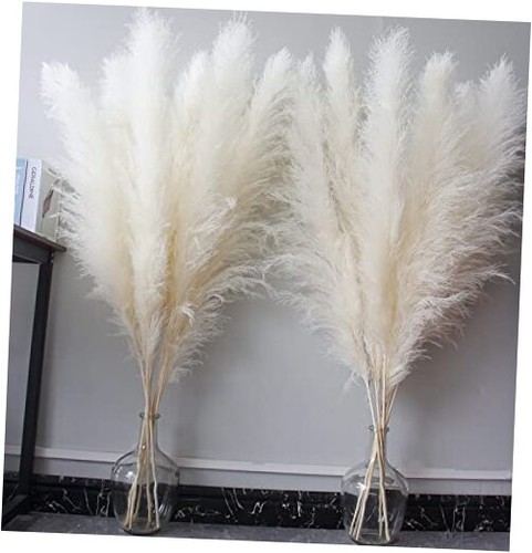 Inch stems pampas - stems, grass