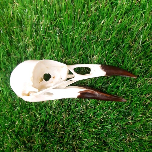 British carrion crow skull - carrion,