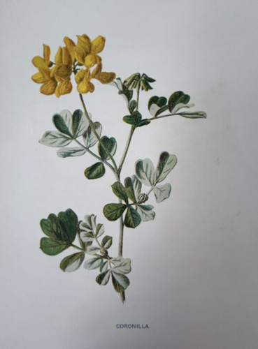 Antique print coronilla - antique,