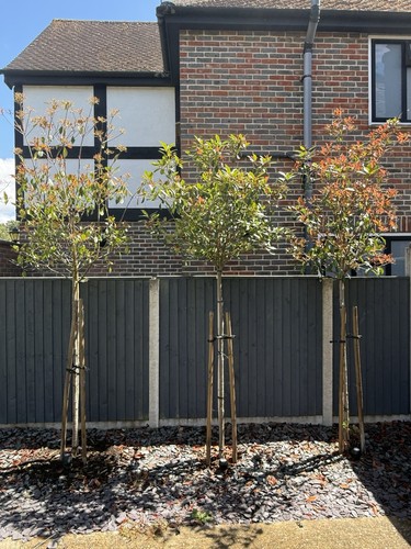 Photinia red robin trees - red,