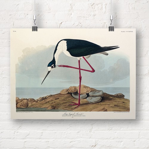 John james audubon - john,