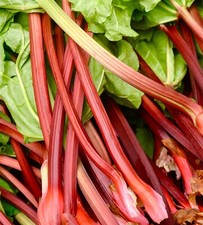 Rhubarb Victoria - 70x Seeds - Vegetable