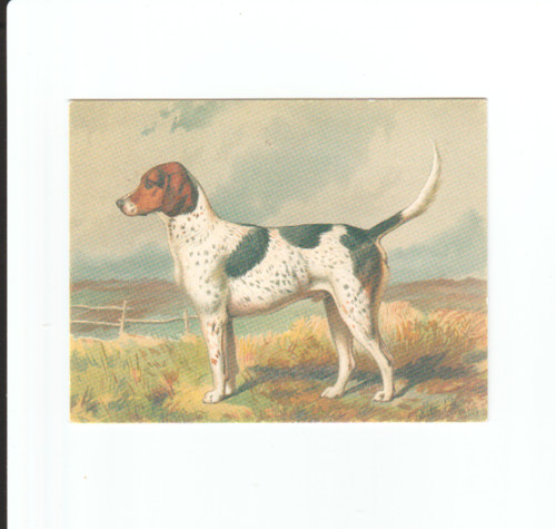 Foxhound from breeds dogs - from, of