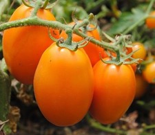30 x EARLY ORANGE PLUM TOMATO