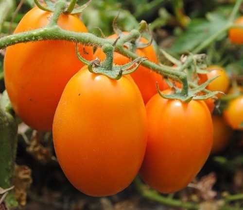 Early orange plum tomato - orange,