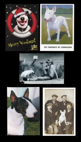 Bull terrier english dog - bull,