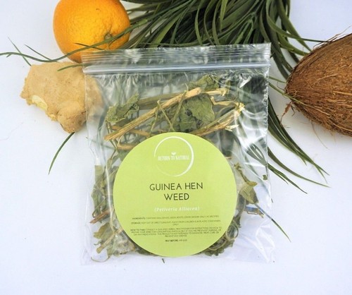 Guinea hen weed - bush, tea