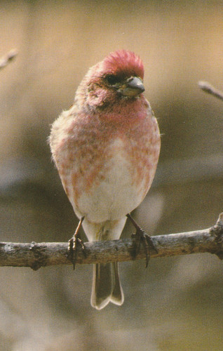 Purple finch males - males, are