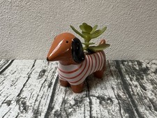 Sausage Dog / Dachshund Mini