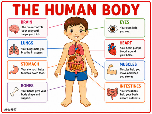The human body laminated - body,