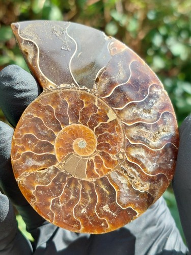 Ammonite fossil 9cm w - ammonite, 7.9cm