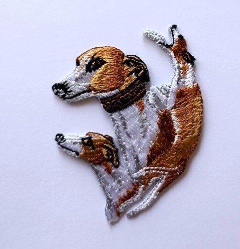 Whippet dog heat applied - dog,
